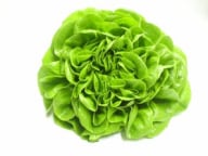 lattuga multifoglia