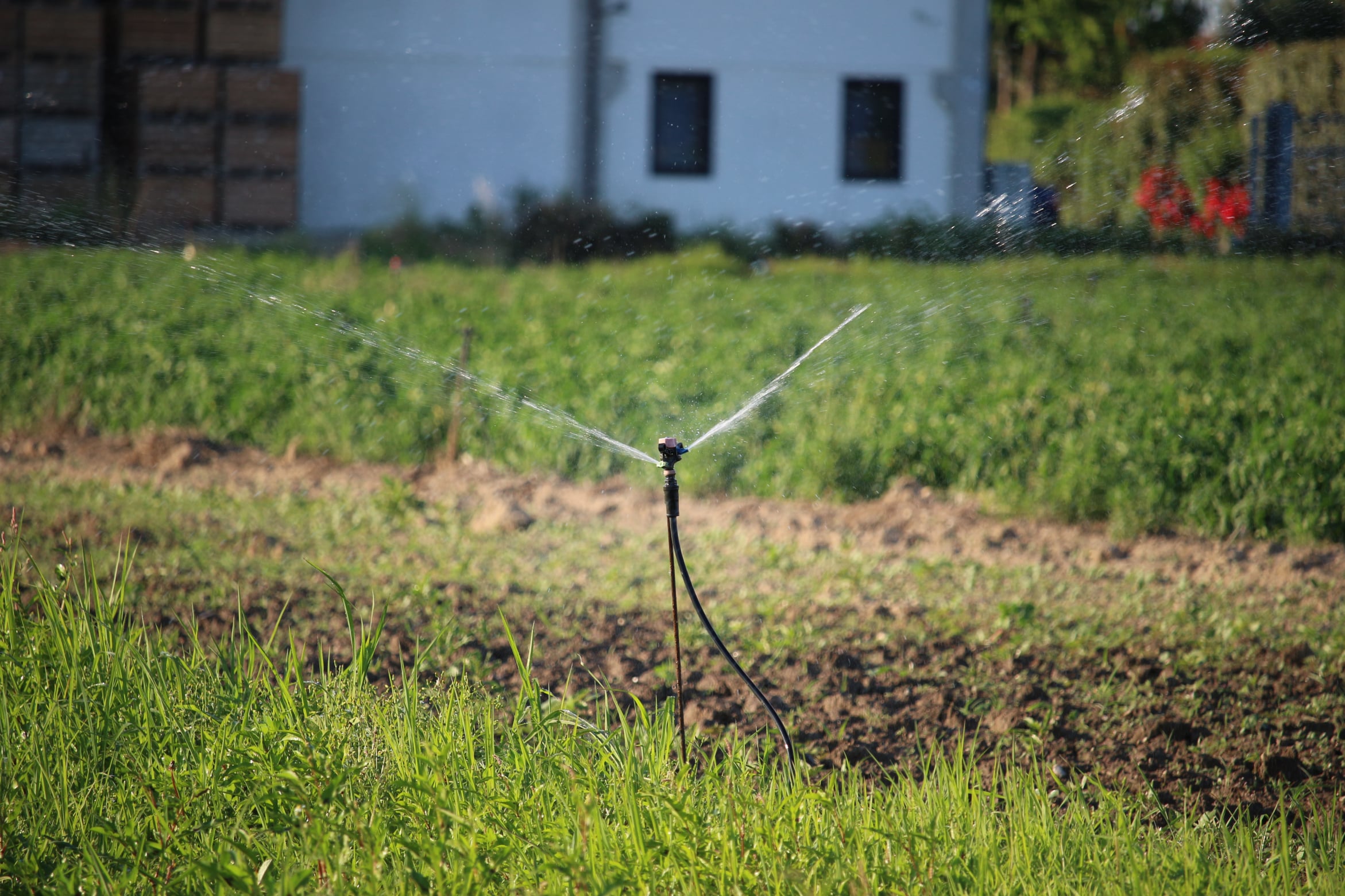 Sprinkler